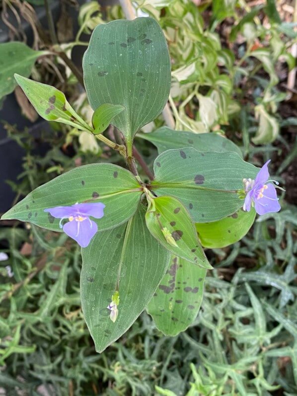 Tinantia pringlei (Commélinacées) en été sur mon balcon parisien, Paris 19e (75)