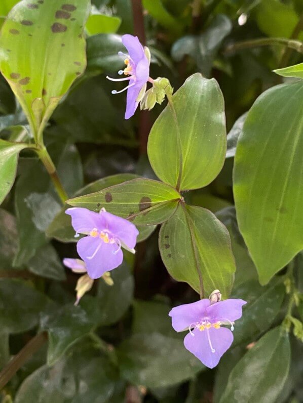 Tinantia pringlei (Commélinacées) en été sur mon balcon parisien, Paris 19e (75)