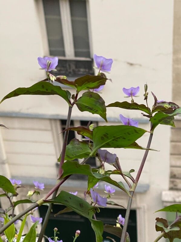 Tinantia pringlei (Commélinacées) en été sur mon balcon parisien, Paris 19e (75)