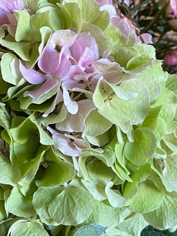 Bouquet de fin d'été, hortensia, Paris 12e (75)