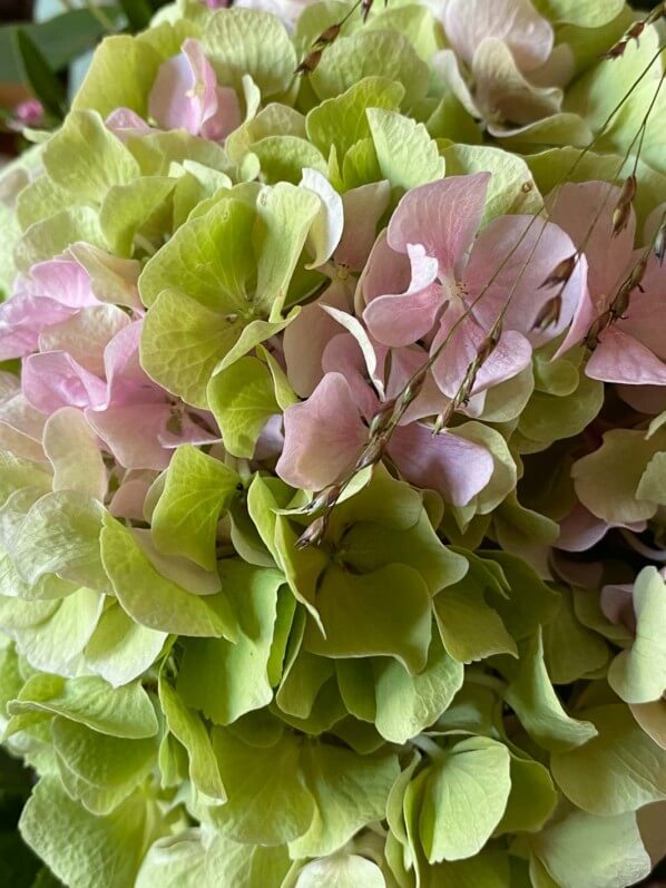 Bouquet de fin d'été, hortensia, Paris 12e (75)