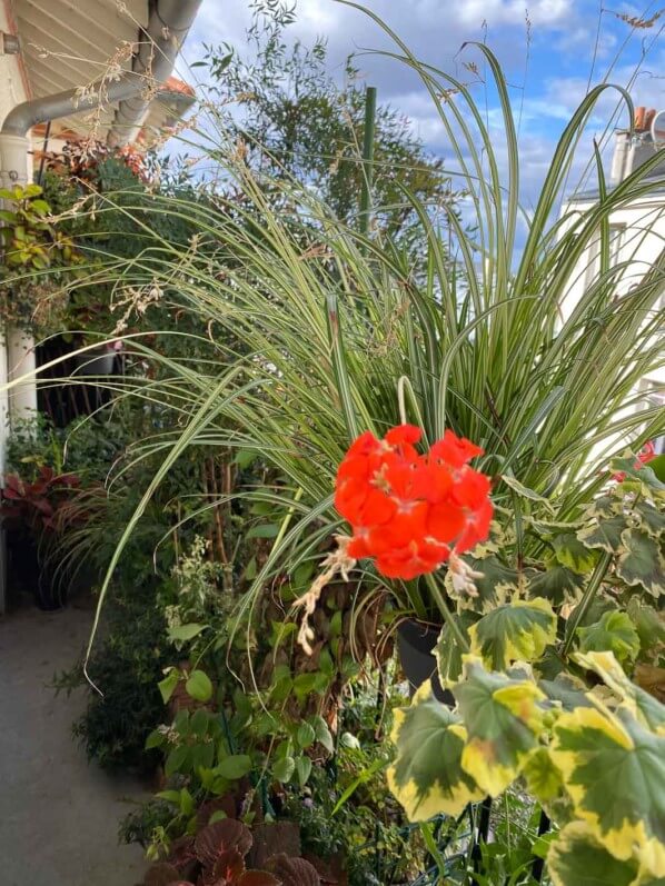 Fleurs rouges du géranium (Pélargonium) 'Tricolor' sur mon balcon parisien au début de l'automne, Paris 19e (75)