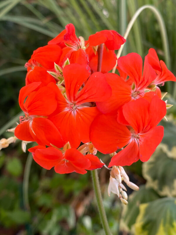 Fleurs rouges du géranium (Pélargonium) 'Tricolor' sur mon balcon parisien au début de l'automne, Paris 19e (75)