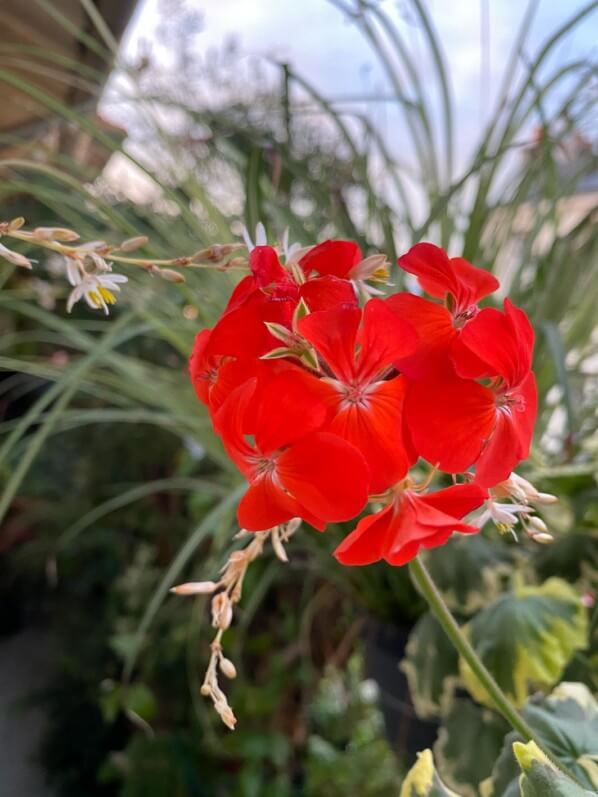 Fleurs rouges du géranium (Pélargonium) 'Tricolor' sur mon balcon parisien au début de l'automne, Paris 19e (75)