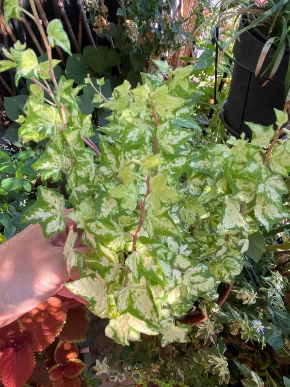 Lierre à petites feuilles panachées, Hedera helix, en été sur mon balcon parisien, Paris 19e (75)