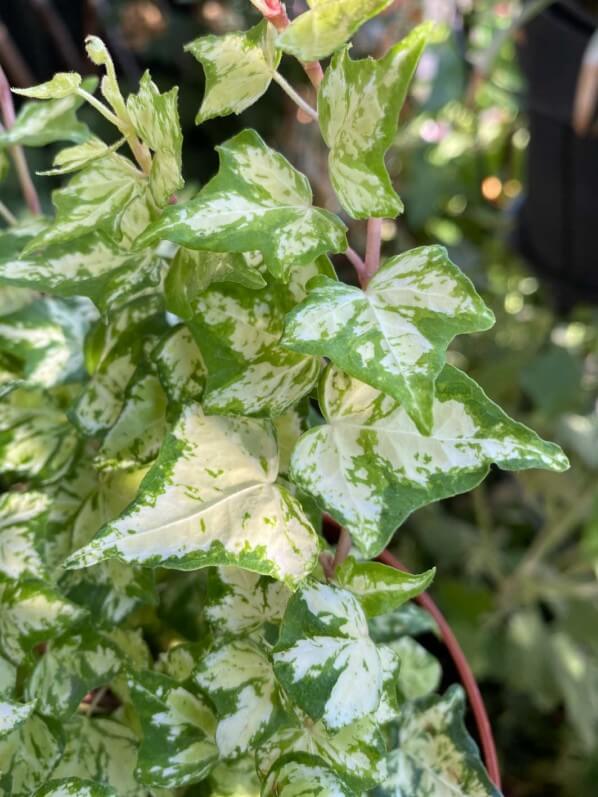 Lierre à petites feuilles panachées, Hedera helix, en été sur mon balcon parisien, Paris 19e (75)