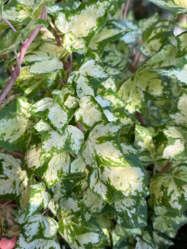 Lierre à petites feuilles panachées, Hedera helix, en été sur mon balcon parisien, Paris 19e (75)