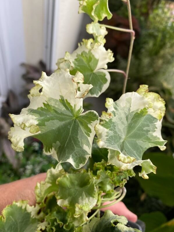 Jeune plant de lierre en été sur mon balcon parisien, Paris 19e (75)