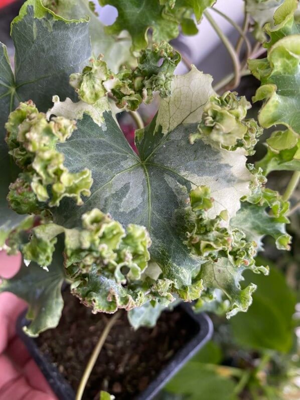 Jeune plant de lierre en été sur mon balcon parisien, Paris 19e (75)