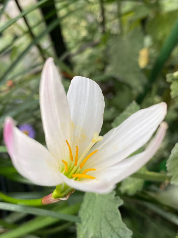 Lis zéphyr, Zephyranthes candida en été sur mon balcon parisien, Paris 19e (75)
