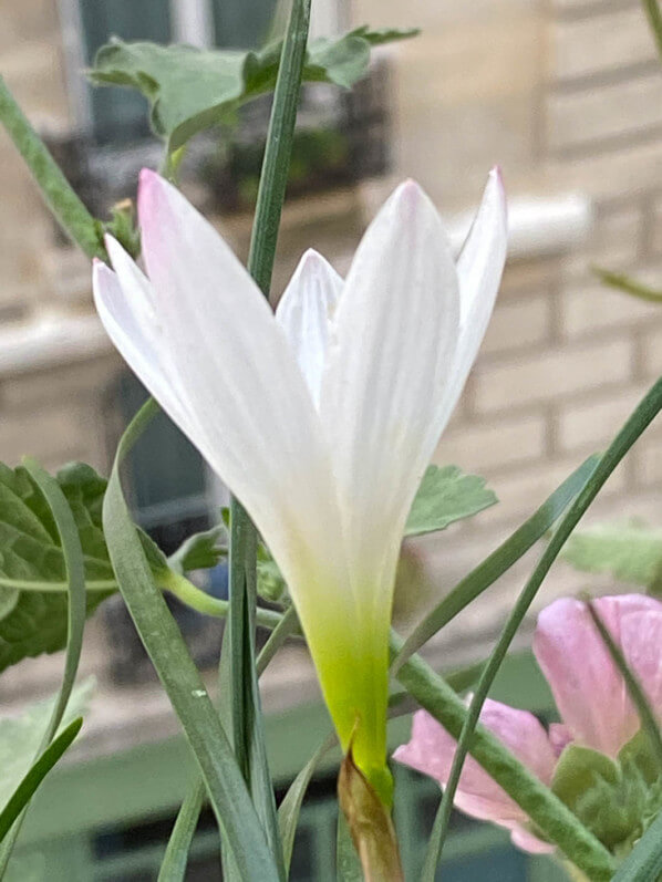 Lis zéphyr, Zephyranthes candida en été sur mon balcon parisien, Paris 19e (75)