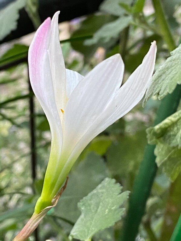 Lis zéphyr, Zephyranthes candida en été sur mon balcon parisien, Paris 19e (75)