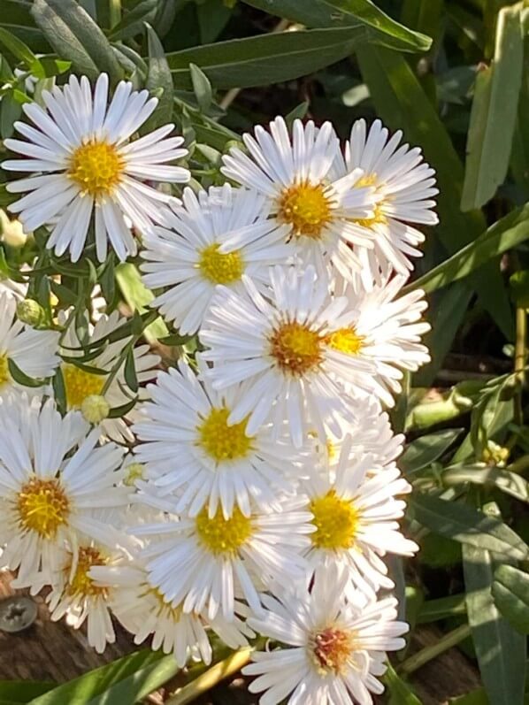 Asters blancs en automne dans Les Jardins Passagers, Parc de la Villette, Paris 19e (75)