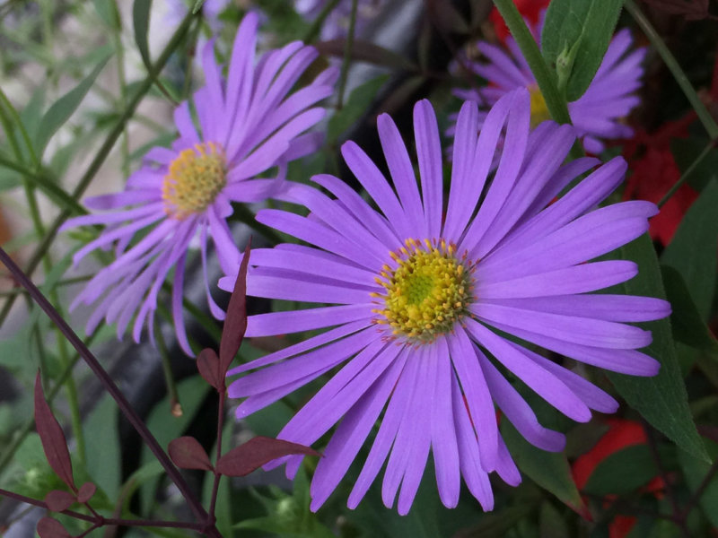 Aster x frikartii 'Mönch' (Astéracées) en été sur mon balcon parisien, Paris 19e (75)