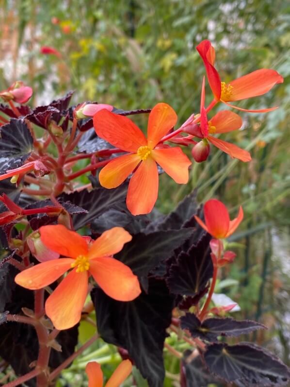 Begonia 'Glowing Embers', Bégoniacées, sur mon balcon parisien au début de l'automne, Paris 19e (75)