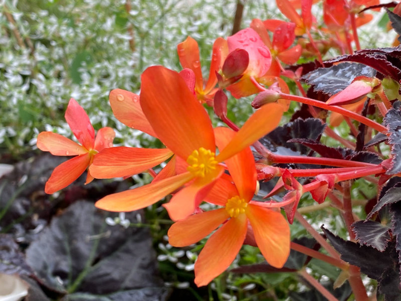 Begonia 'Glowing Embers', Bégoniacées, sur mon balcon parisien au début de l'automne, Paris 19e (75) 