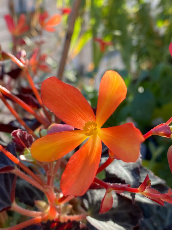 Begonia 'Glowing Embers', Bégoniacées, sur mon balcon parisien au début de l'automne, Paris 19e (75)