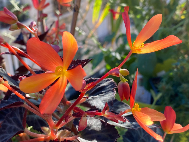 Begonia 'Glowing Embers', Bégoniacées, sur mon balcon parisien au début de l'automne, Paris 19e (75)