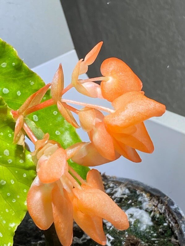 Begonia x 'Orange Rubra', Bégoniacées, plante d'intérieur, Paris 19e (75)