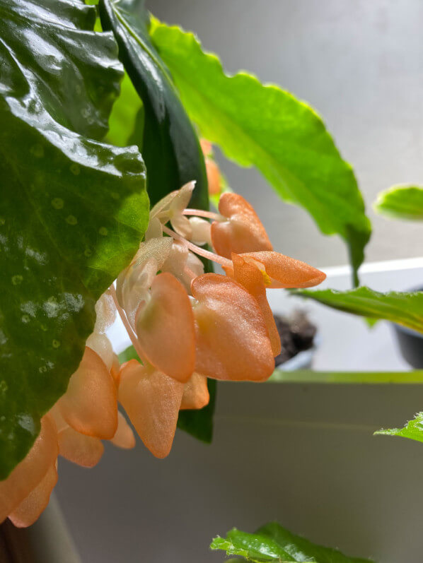 Begonia x 'Orange Rubra', Bégoniacées, plante d'intérieur, Paris 19e (75)