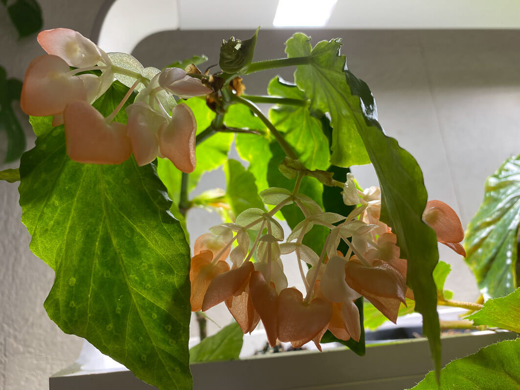 Lire la suite à propos de l’article Belle floraison de mon bégonia x ‘Orange Rubra’