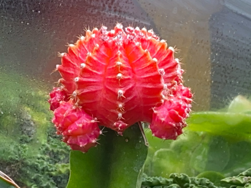 Cactus fraise, plante d'intérieur, Paris 19e (75)