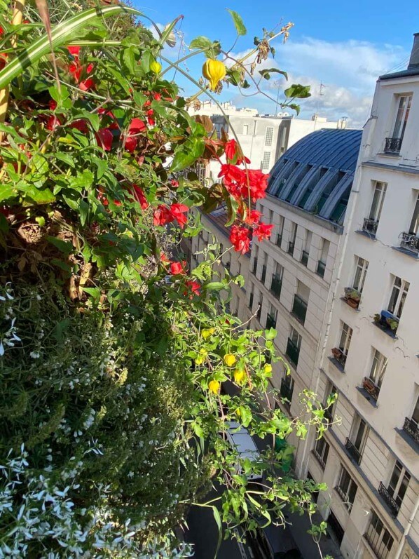 Clematis ‘Little Lemons’ sur mon balcon parisien au début de l'automne, Paris 19e (75)