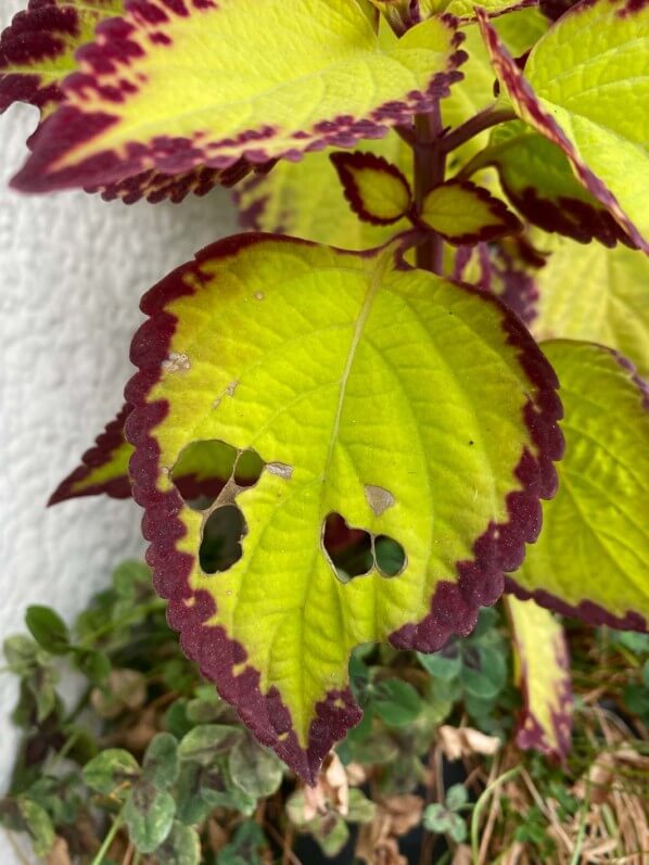 Coleus dévoré par des chenilles sur mon balcon parisien au début de l'automne, Paris 19e (75)