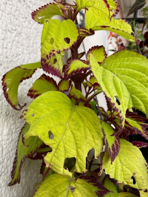 Coleus dévoré par des chenilles sur mon balcon parisien au début de l'automne, Paris 19e (75)