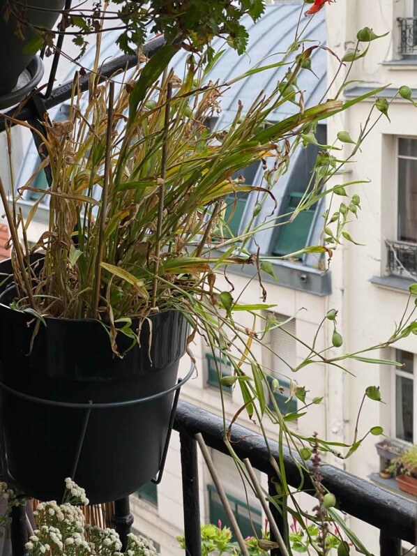 Commelina dianthifolia, Commélinacées, sur mon balcon parisien au début de l'automne, Paris 19e (75)