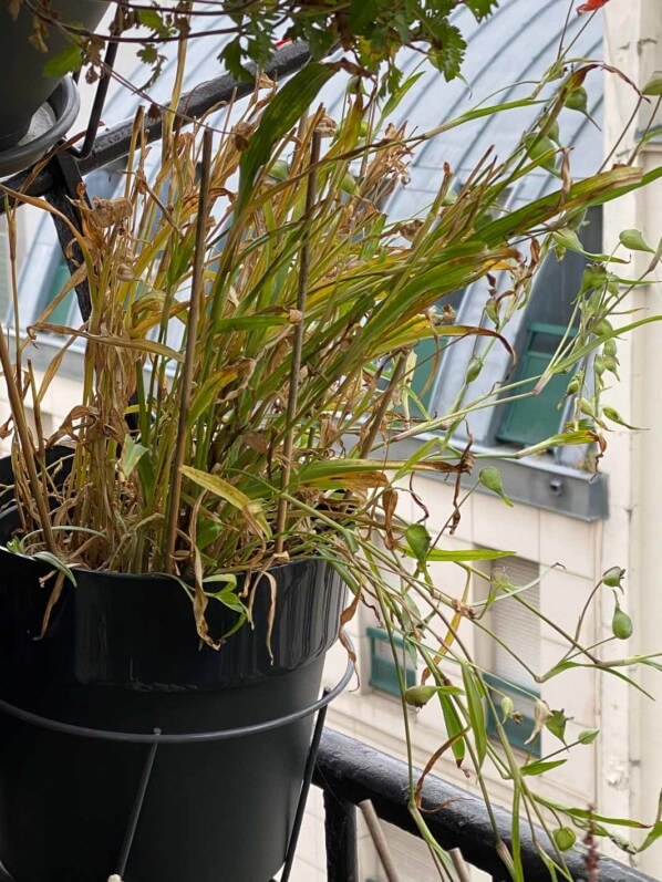 Commelina dianthifolia, Commélinacées, sur mon balcon parisien au début de l'automne, Paris 19e (75)