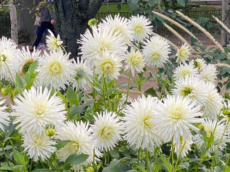 Dahlia 'White Lace' en automne dans le Jardin des plantes, Paris 5e (75)