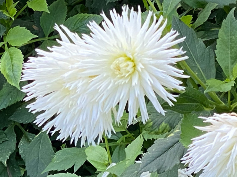 Dahlia 'White Lace' en automne dans le Jardin des plantes, Paris 5e (75)