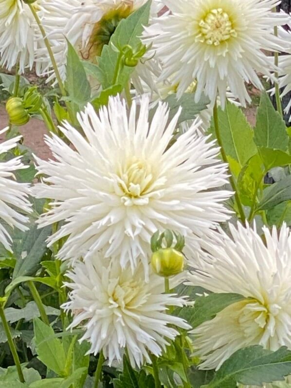 Dahlia 'White Lace' en automne dans le Jardin des plantes, Paris 5e (75)