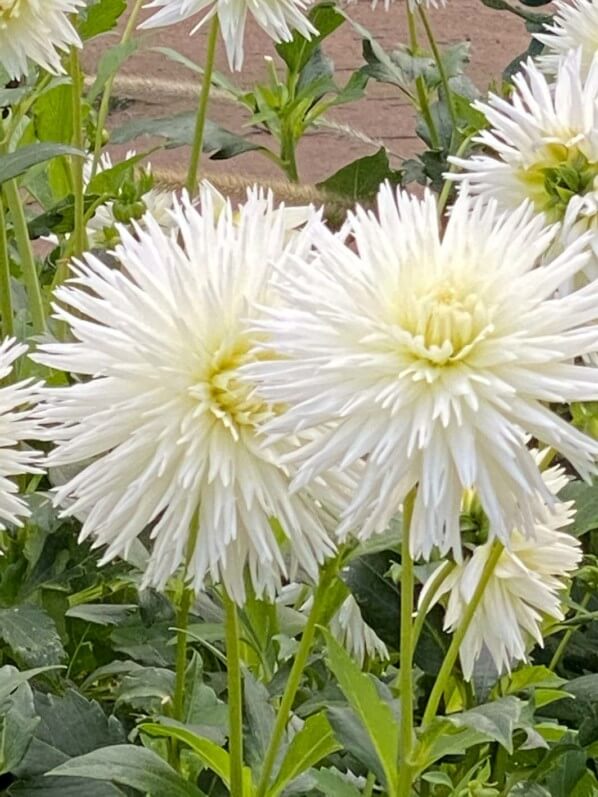 Dahlia 'White Lace' en automne dans le Jardin des plantes, Paris 5e (75)