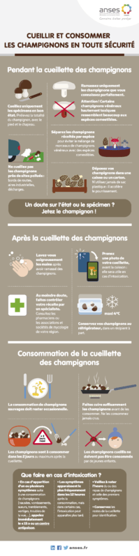 Infographie cueillette des champignons, ANSES, octobre 2020