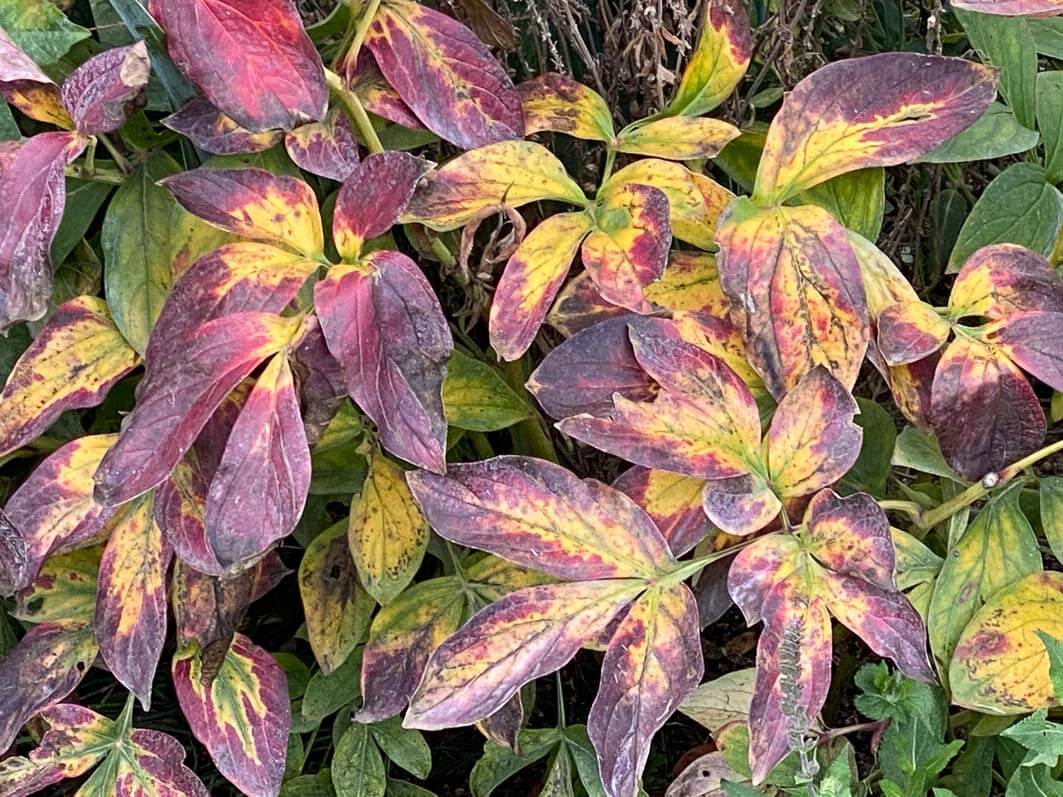 Lire la suite à propos de l’article Les belles couleurs d’automne de la pivoine