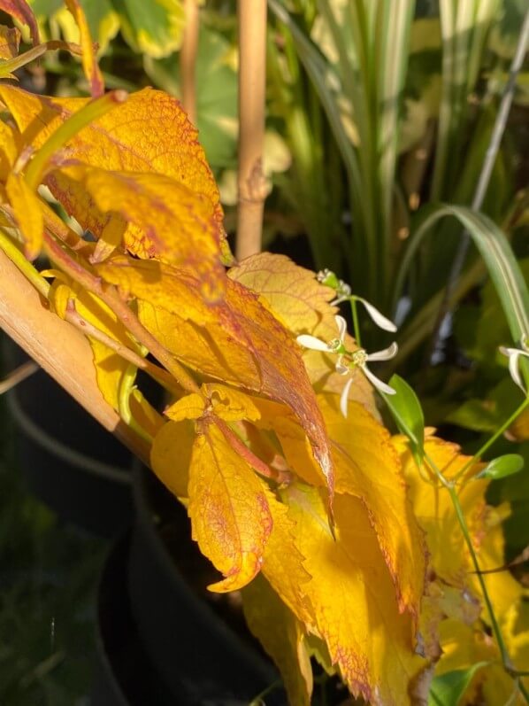 Feuillage doré du Platycodon grandiflorus 'Hakone White' sur mon balcon parisien au début de l'automne, Paris 19e (75)