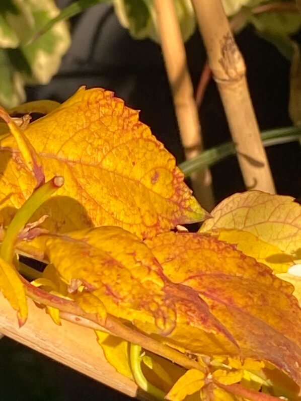 Feuillage doré du Platycodon grandiflorus 'Hakone White' sur mon balcon parisien au début de l'automne, Paris 19e (75)