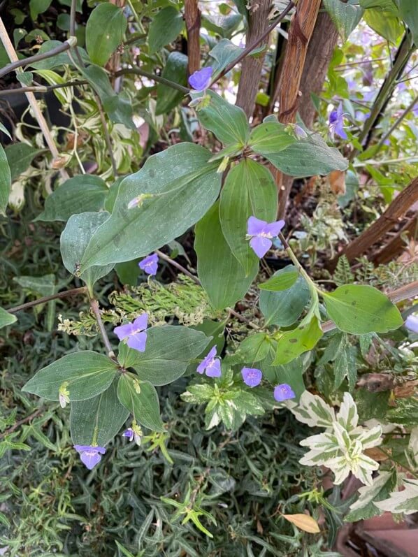 Tinantia pringlei sur mon balcon parisien au début de l'automne, Paris 19e (75)