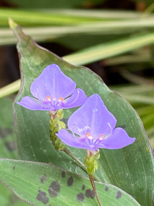 Lire la suite à propos de l’article Floraison d’automne des Tinantia pringlei