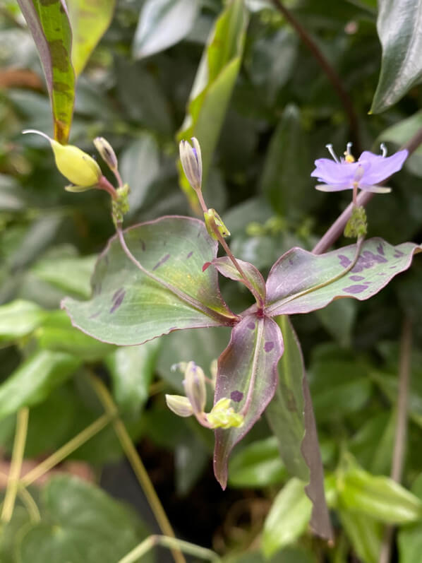 Tinantia pringlei en automne sur mon balcon parisien, Paris 19e (75)