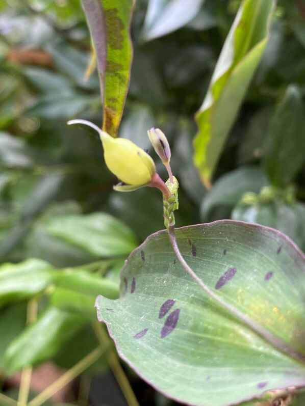 Lire la suite à propos de l’article Tinantia pringlei, après les fleurs, les graines