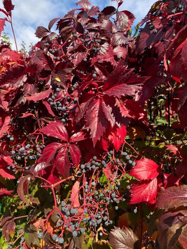 Vigne vierge de Virginie avec ses couleurs d'automne et ses fruits, Paris 19e (75)