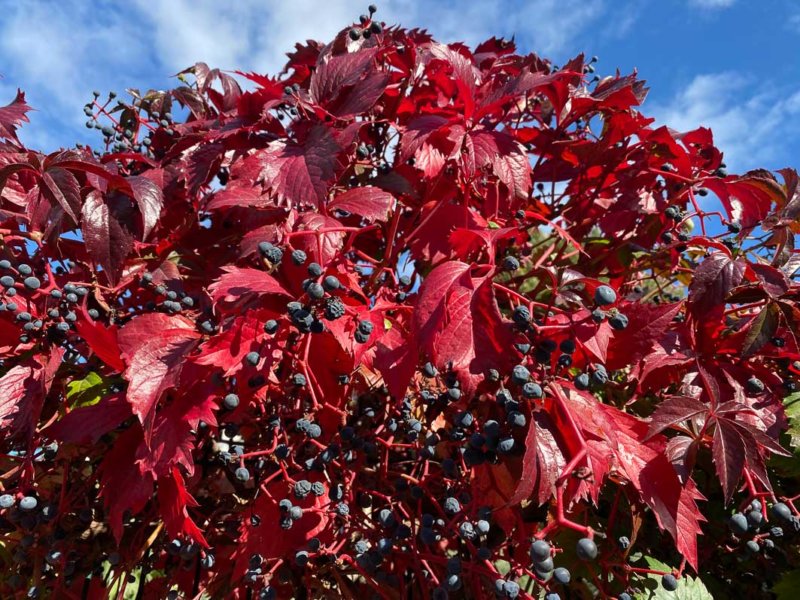 Vigne vierge de Virginie avec ses couleurs d'automne et ses fruits, Paris 19e (75)