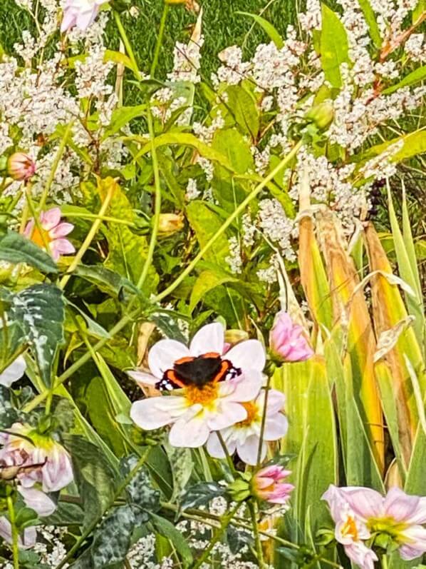 Vulcain, Vanessa atalanta, en automne dans le Jardin des Tuileries, Paris 1er (75)