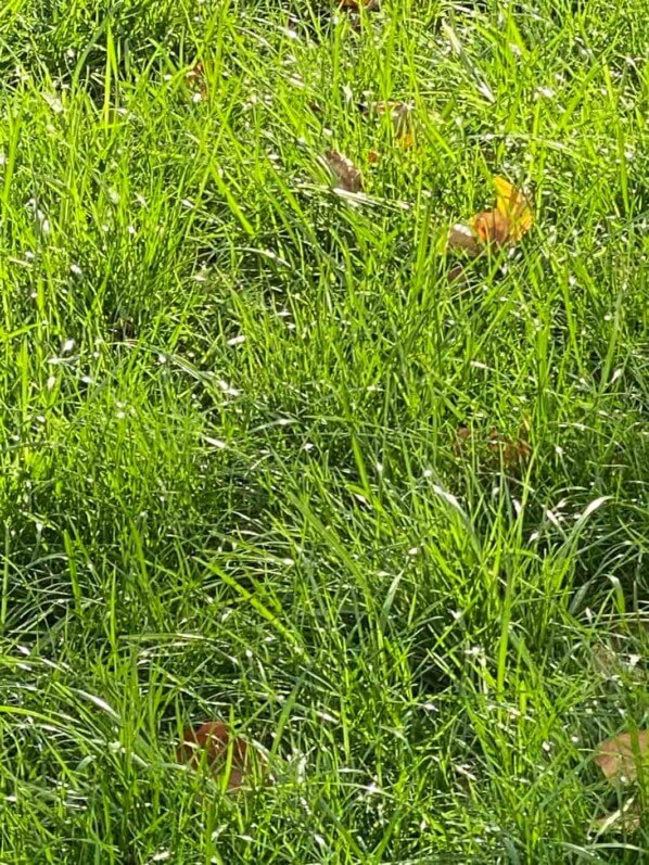 Herbes vertes en automne après un été de sécheresse, Paris 12e (75)