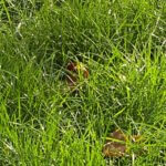 Herbes vertes en automne après un été de sécheresse, Paris 12e (75)