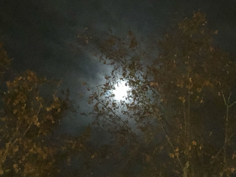 La lune à travers la ramure d'un arbre, Paris 17ème (75)