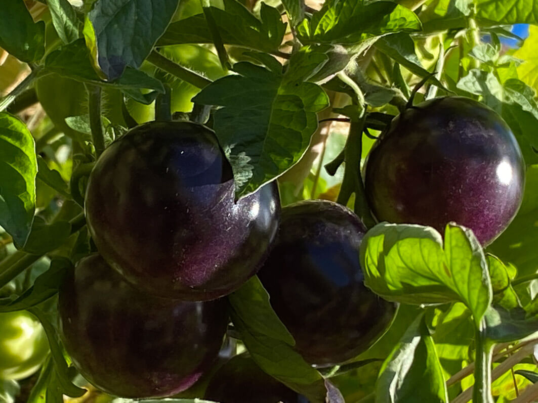 Lire la suite à propos de l’article Tomates bleues parisiennes